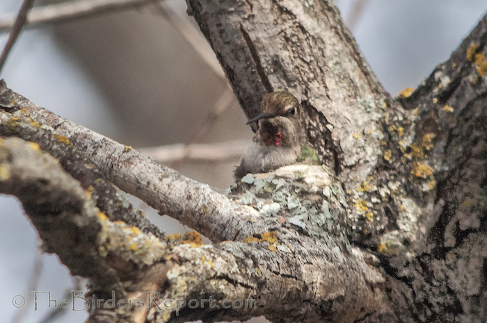 Anna's Hummingbird Female on Nest