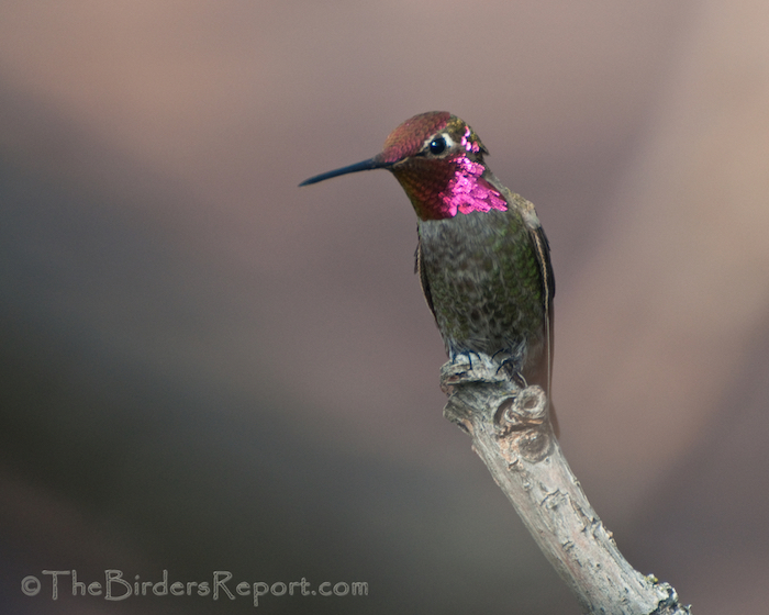 Anna's Hummingbird Male