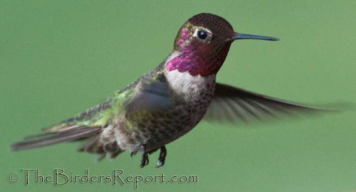 Anna's Hummingbird Male