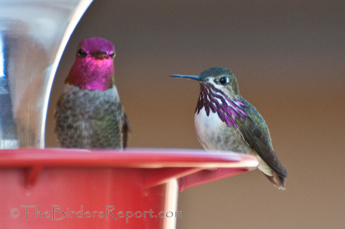 Calliope Hummingbird and Anna's Hummingbird Male