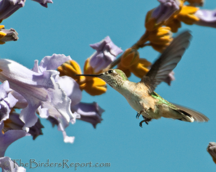 Calliope Hummingbird Female