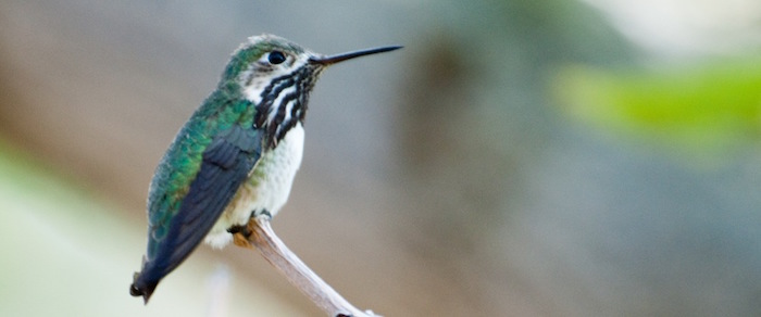 Calliope Hummingbird Male