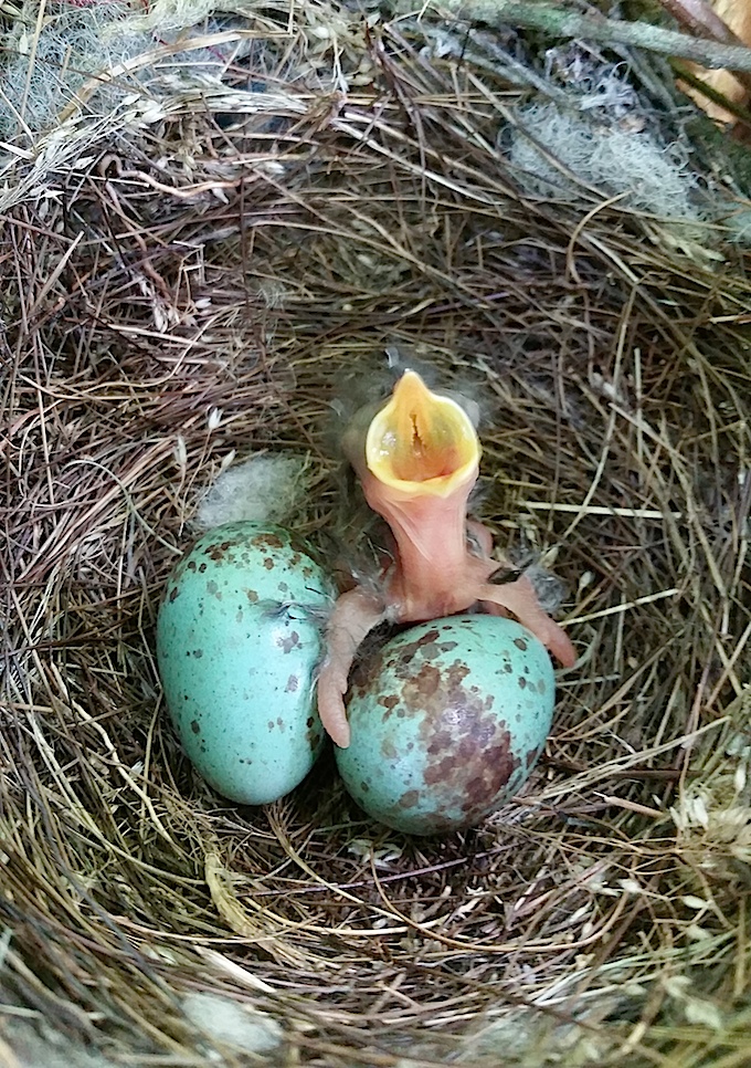 Northern Mockingbird Nest