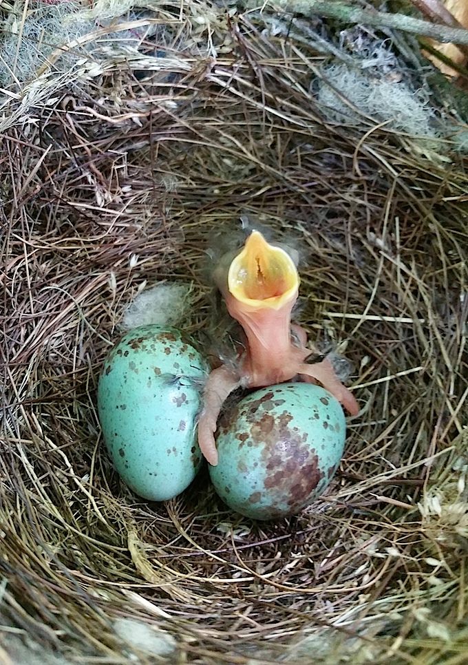 Bird Eggs Northern Mockingbird Nest