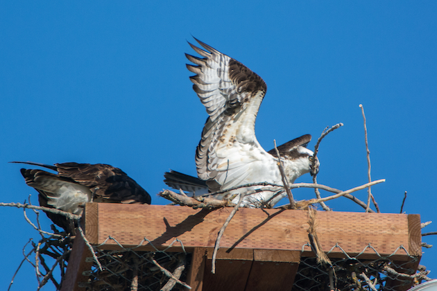 Osprey Building Nest