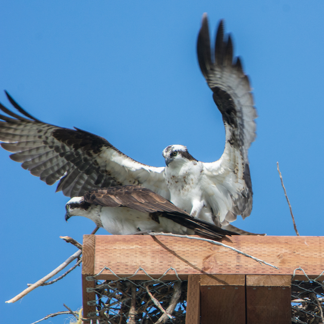 Osprey Copulation