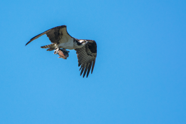 Osprey With Fish