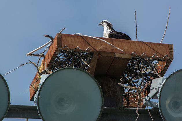 Osprey On Nest Platform