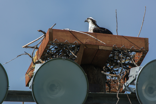 Osprey In Nest