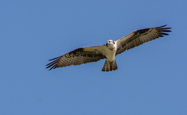 Osprey In Flight