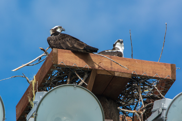 Osprey Pair