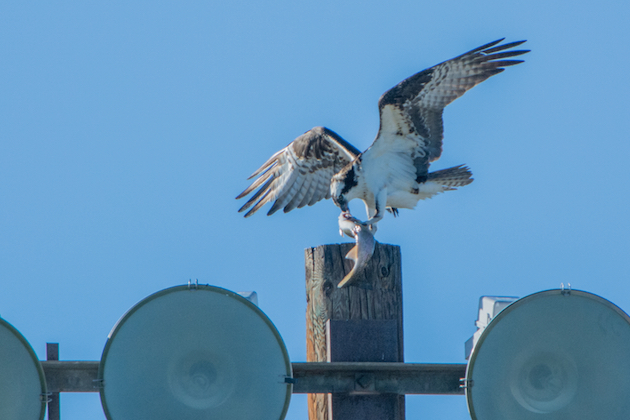 Osprey With Fish