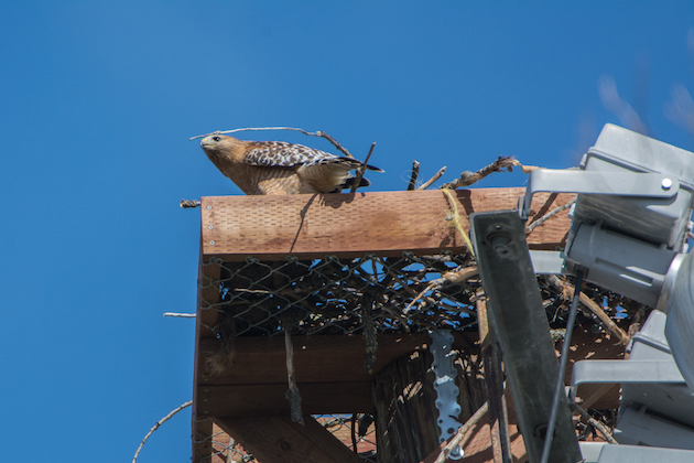 Red-shouldered Hawk