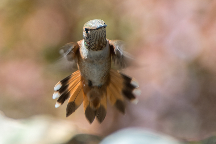 Rufous Hummingbird Female