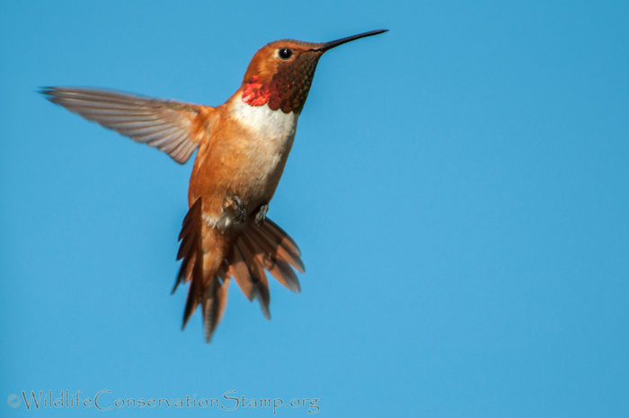 Rufous Hummingbird Male