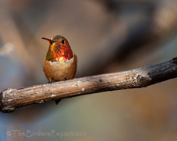 Rufous Hummingbird Male