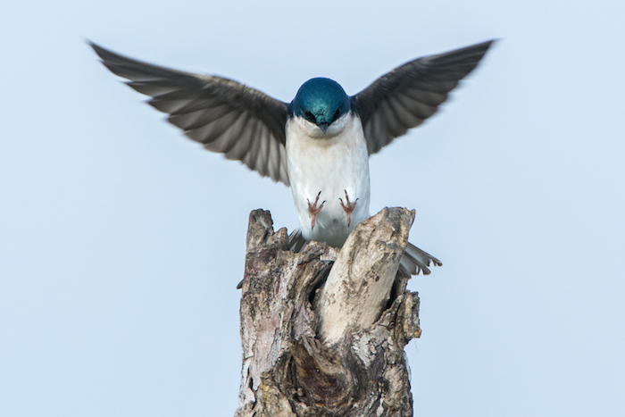 Tree Swallow Male
