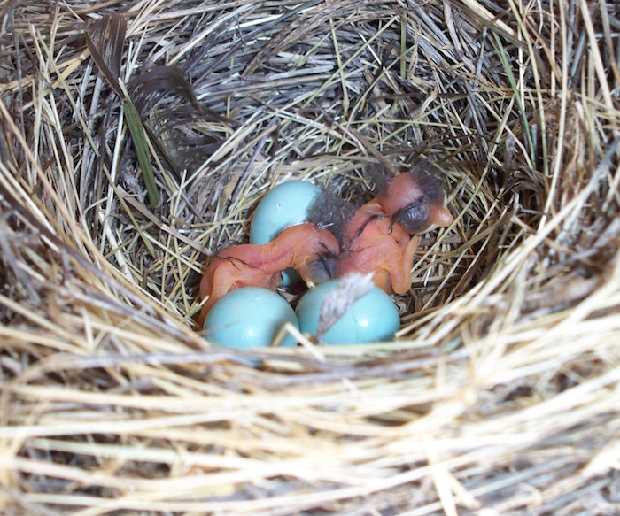 Western Bluebird Hatchlings