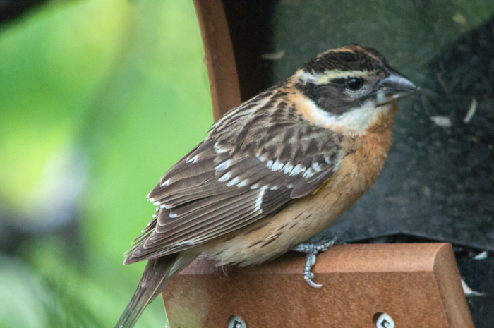 Black-headed Grosbeak Female