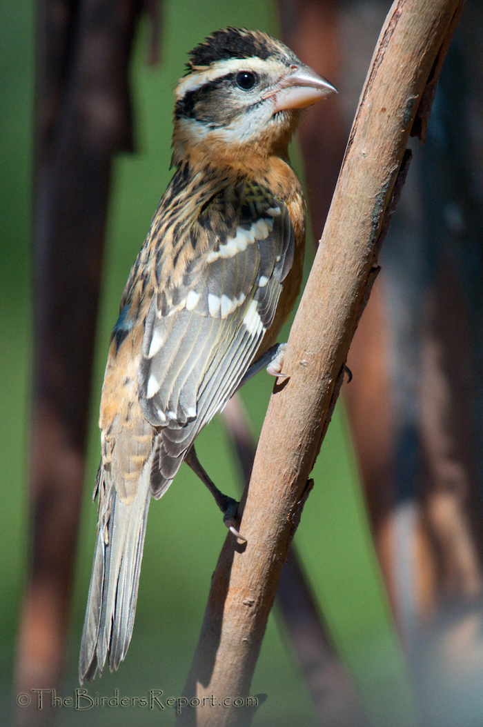 Black-headed Grosbeak Juvenile