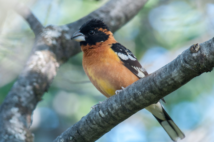 Black-headed Grosbeak Male