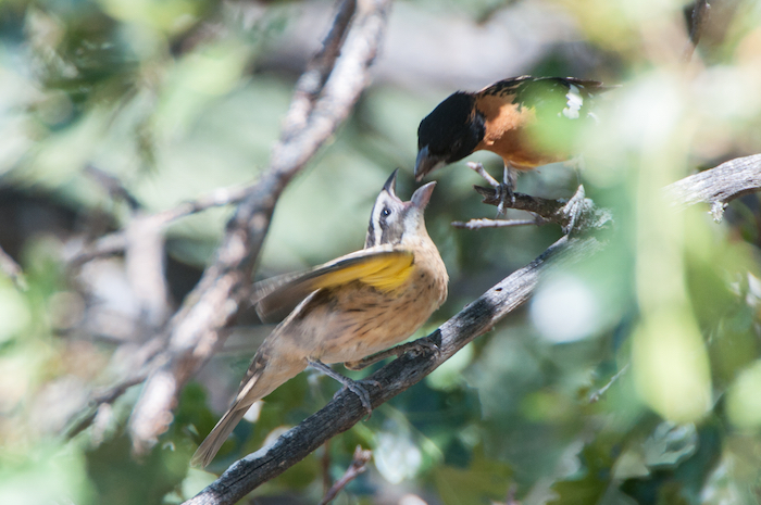 Black-headed Grosbeak Male Feeding Young