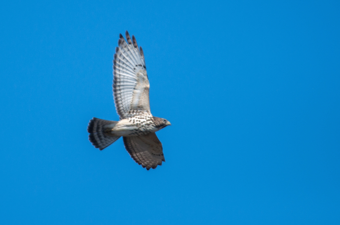 Broad-winged Hawk Juvenile