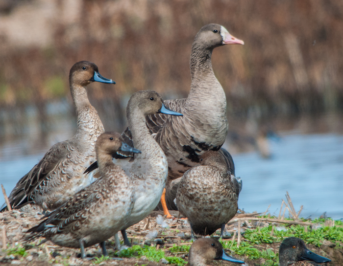 Greater White-fronted Goose with Ducks