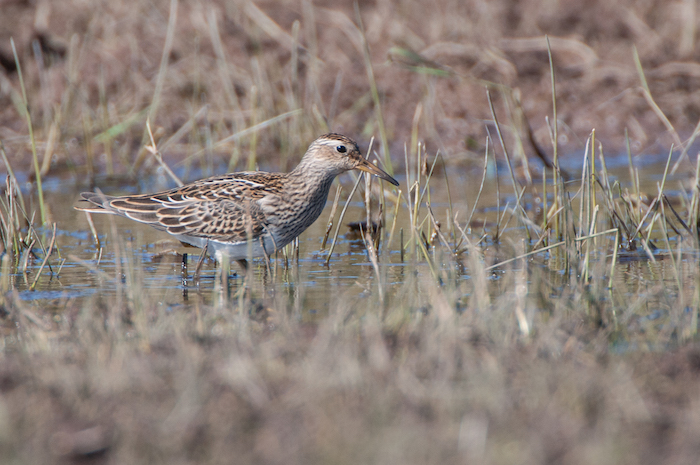 Pectoral Sandpiper