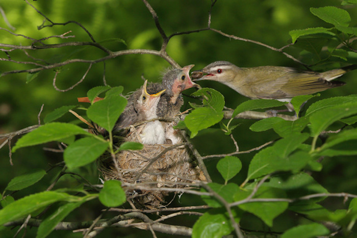 Brown-headed Cowbird being fed by Red-eyed Vireo