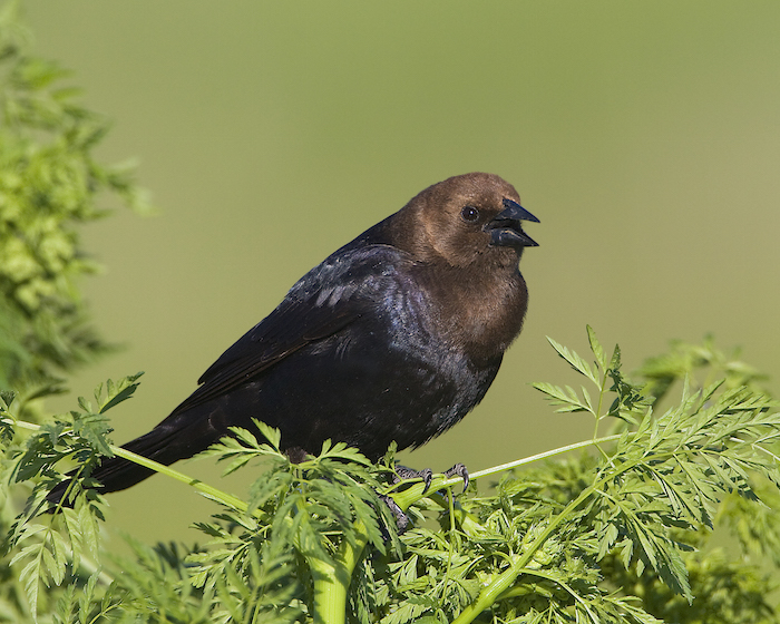 Brown-headed Cowbird