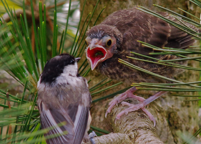 Brown-headed Cowbird chick being fed by Chickadee