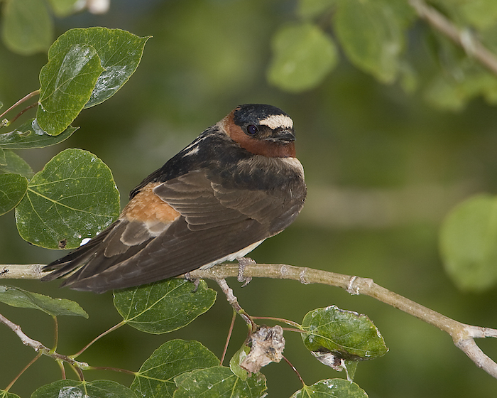 Cliff Swallow