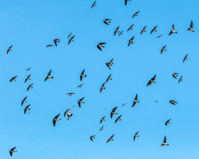 Cliff Swallows In Flight