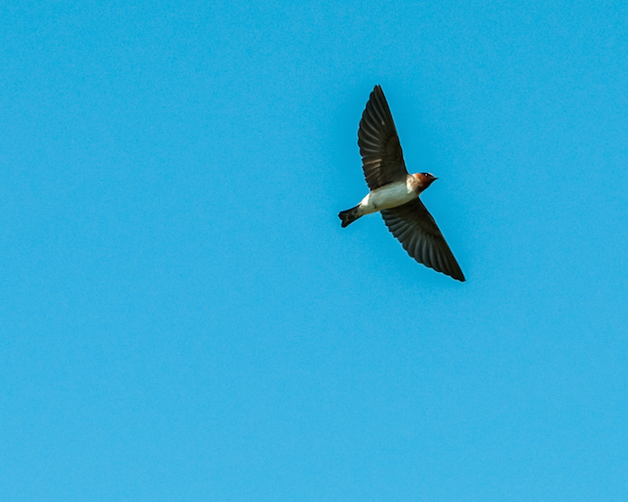 Cliff Swallow In Flight