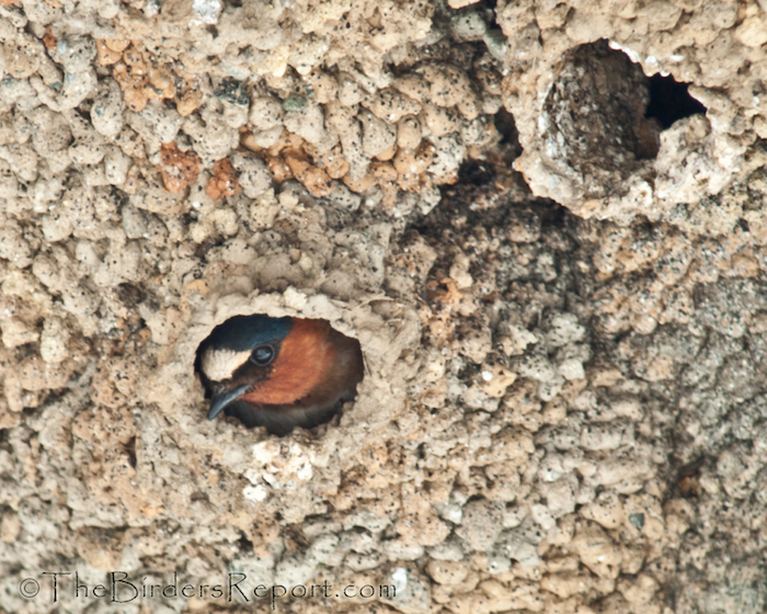 Cliff Swallow at Nest