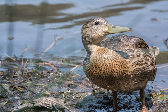 Mallard Drake in Eclipse Plumage