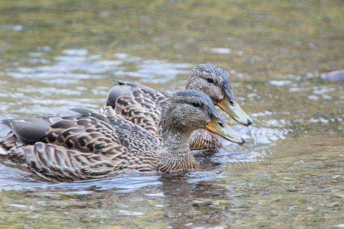 Mallard Drakes in Eclipse Plumage