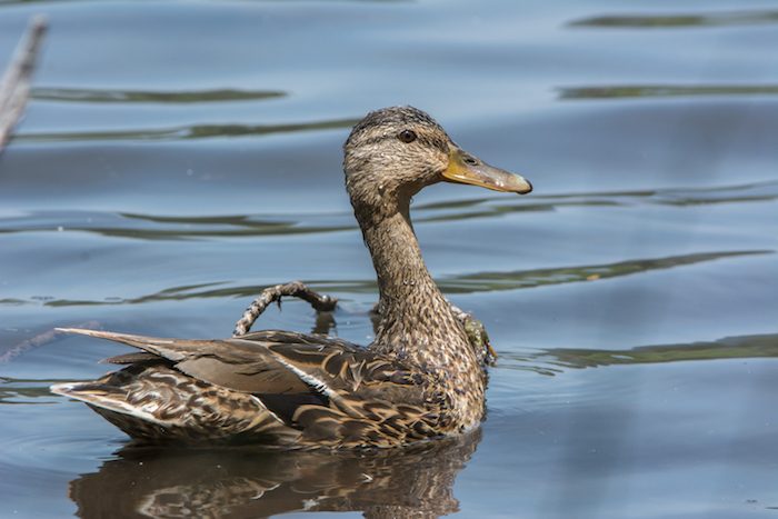 Mallard Female