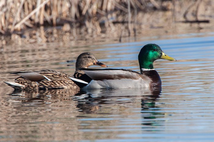 Mallard Pair