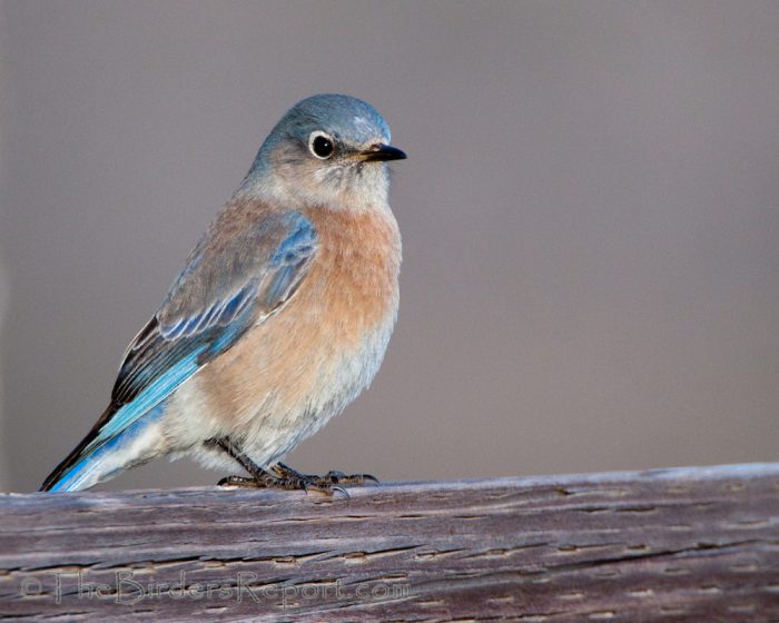 Western Bluebird Female