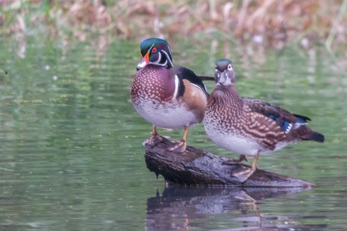 Wood Duck Pair