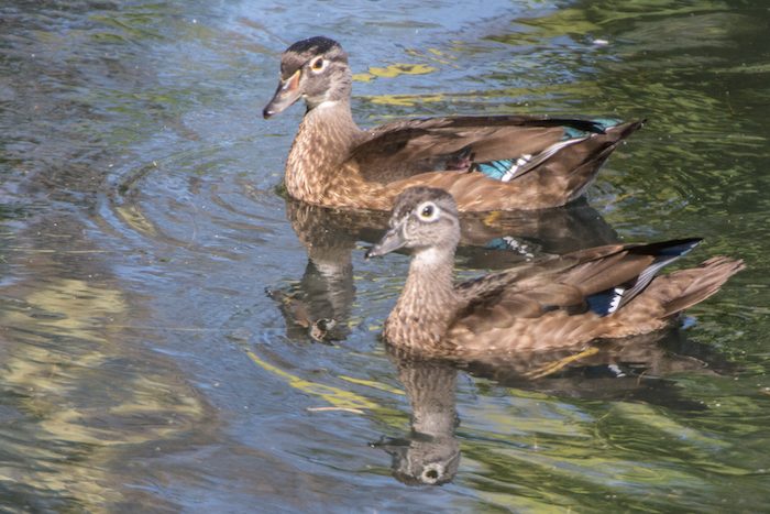 Wood Duck Pair in Eclipse Plumage