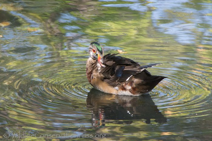 Wood Duck Drake Preening