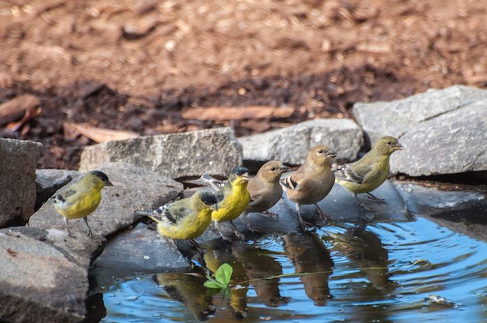 American and Lesser Goldfinches