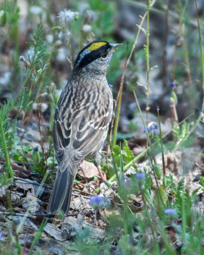 Golden-crowned Sparrow