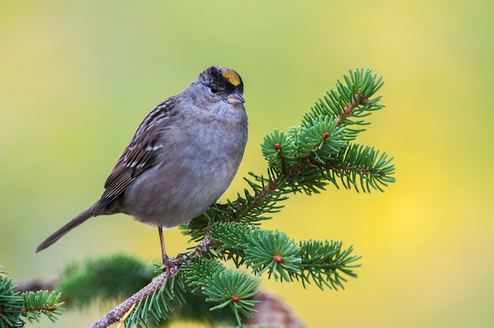 Golden-crowned Sparrow