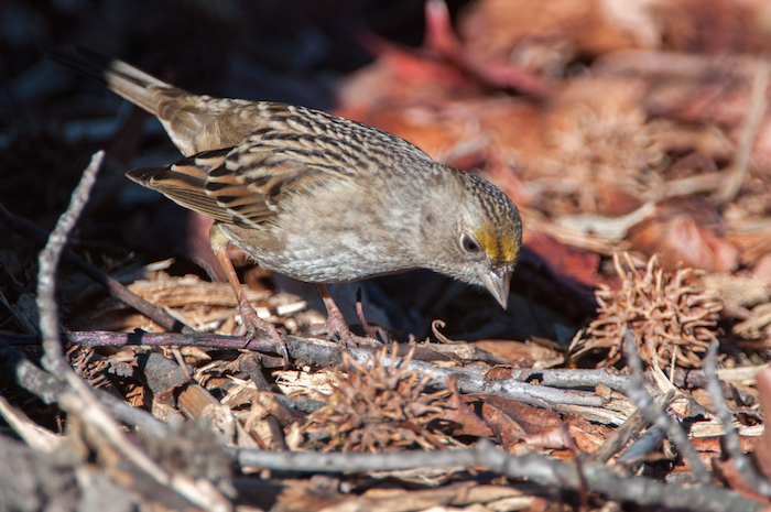 Golden-crowned Sparrow