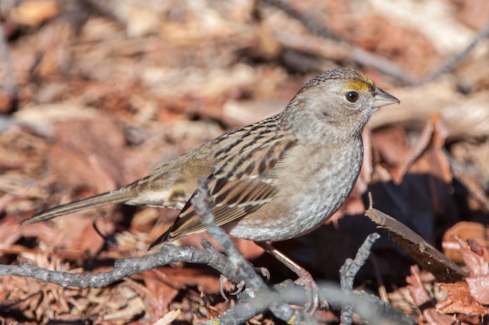 Golden-crowned Sparrow