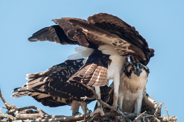 Osprey Covering Young